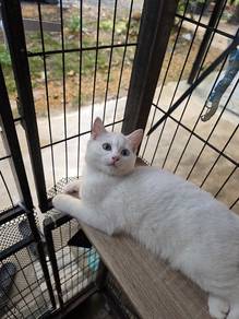 Bsh Mix 