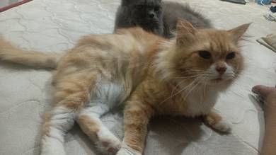 2 Cats and accessories 