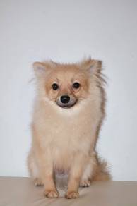J0672 Pomeranian Cute Plush Fur Family Puppy