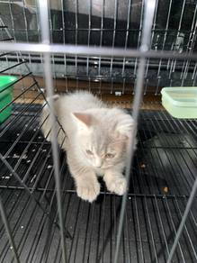 kucing bsh