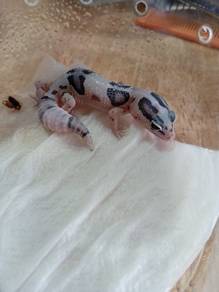 Fattail Gecko 