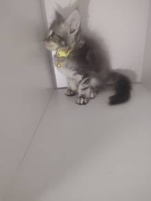 Purebreed Mainecoon