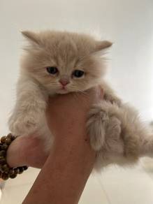 Minuet / Napoleon Cat