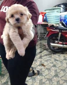 shipoo