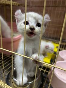 Mix American Curl