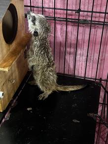 meerkat