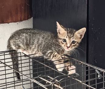 Anak kucing free 