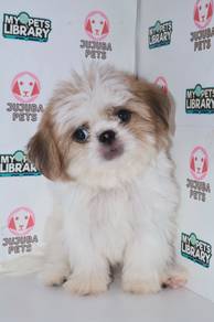 J0053 ShihTzu Round Face Short Leg Short Nose Dog