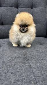博美女
Pomeranian 
Orange 
Female
F-399
Dob : 22-06-2