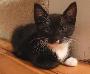 Tuxedo Kitten