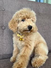 Adorable Golden Doodle Puppies Available – JB & KL
