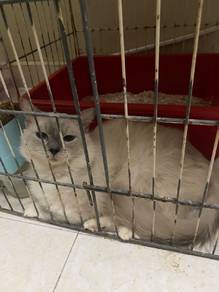 Ragdoll 