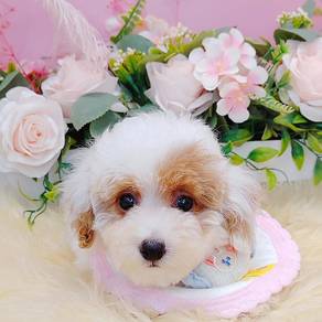 Maltipoo