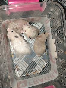 Hamster