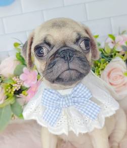 Pug