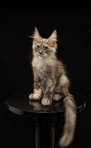 Maine Coon