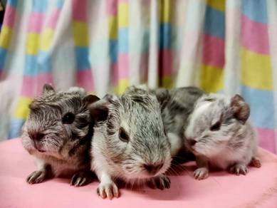 Grey Guinea Pig