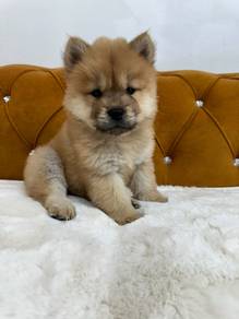 Chow Chow