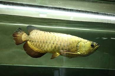 Arowana 24k golden crossback 16 inch -wholesale