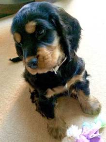A1817 Beloved English Cocker Spaniel Sweet Face Pu