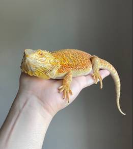 bearded dragon