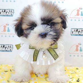 Shih Tzu
