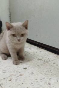 british short hair male lilac