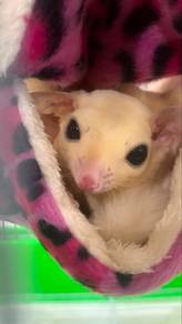sugar glider