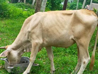 Ibu Lembu Carolis + Anak Limozin utk Dijual