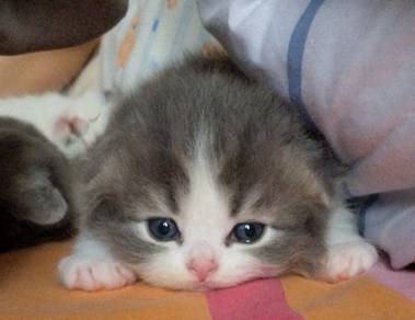 Superb lovely Scottish Sh fold & straight 🥰