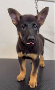 Belgian Shepherds