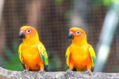 Burung