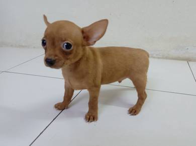 7 weeks old male miniature pinscher 