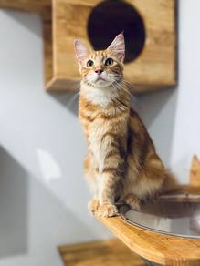 Mainecoon