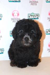 J0098 Poodle Adorable Teddy Face Puppy
