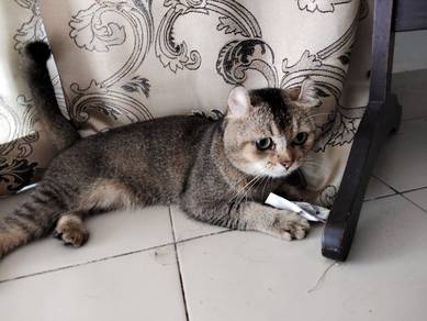 Kucing Manja Untuk di lepaskan