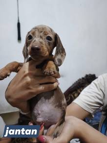 Dapple Dashchund