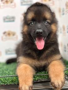 German Shepherd