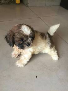 J6367 Whimpery Shih Tzu Teddy Face Fluffy Puppy Do