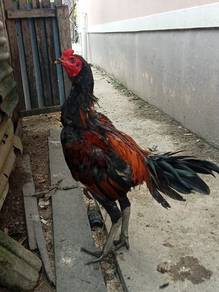 ayam batang kaki