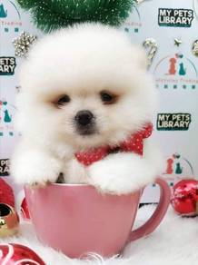 Pomeranian