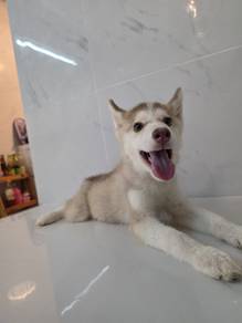 Husky puppy