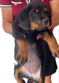 Rottweiler Female