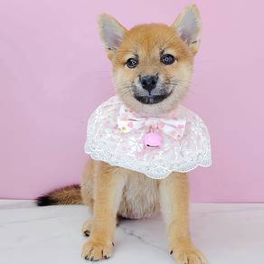 Shiba