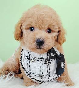 Poodle