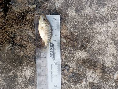 anak ikan talapia hitam 