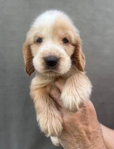 ENGLISH COCKER SPANIEL PUPPIES F359 🌻Female