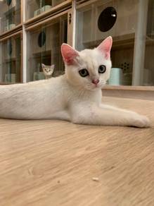BSH Silver Shaded 4 bulan male