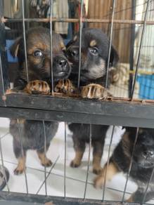 Husky mix rottweiler with fee