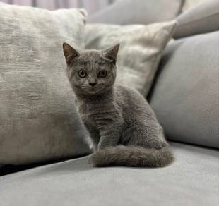 BSH Kitten